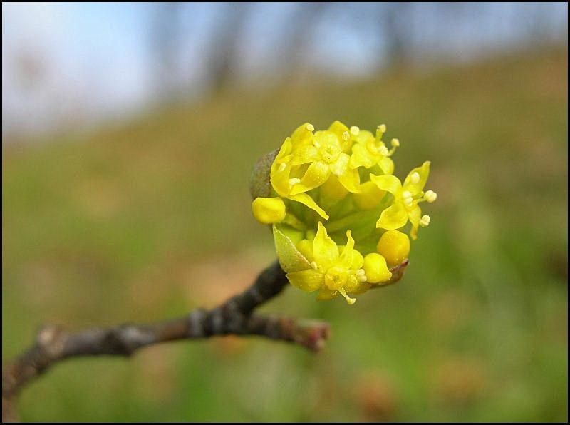 Cornus mas / Corniolo maschio